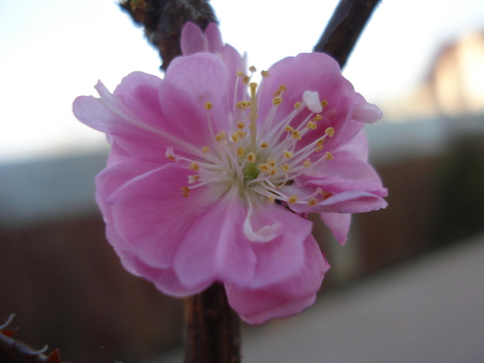 Prunus triloba (2011, March 13) - Prunus triloba