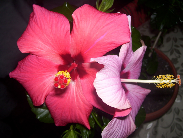 Picture 576 - hibiscus