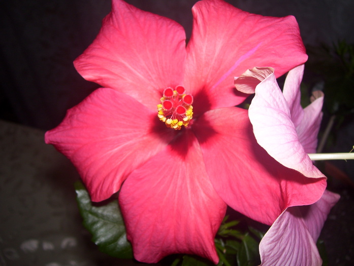 Picture 573 - hibiscus
