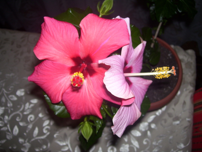 Picture 574 - hibiscus