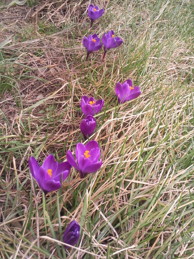 crocusi in iarba  , martie 2011 - Plante primavaratice