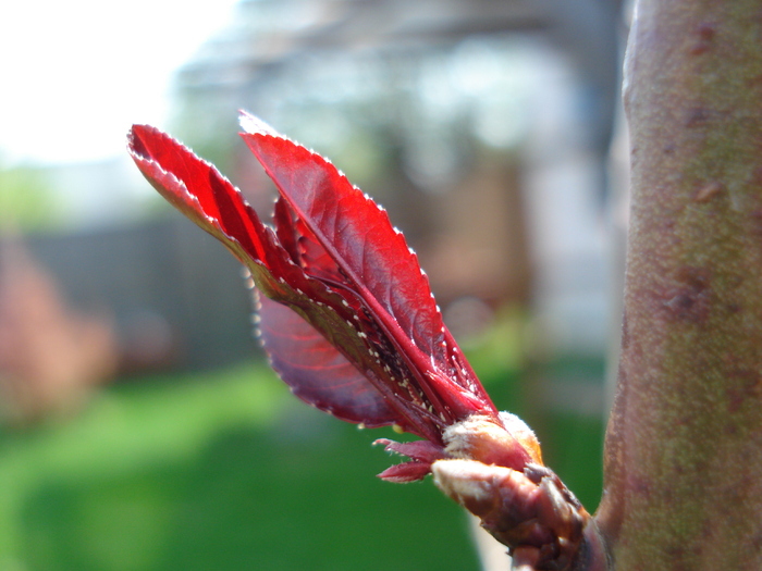 Prunus persica Davidii (2010, April 16) - Prunus persica Davidii