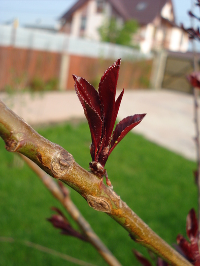 Ornamental Peach Tree (2010, April 23)