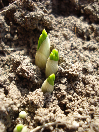 2011, March 11 - 03 Garden in March