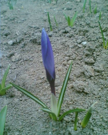 Imag033 - Crocus-brandusa