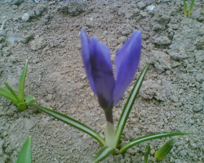 Imag034 - Crocus-brandusa