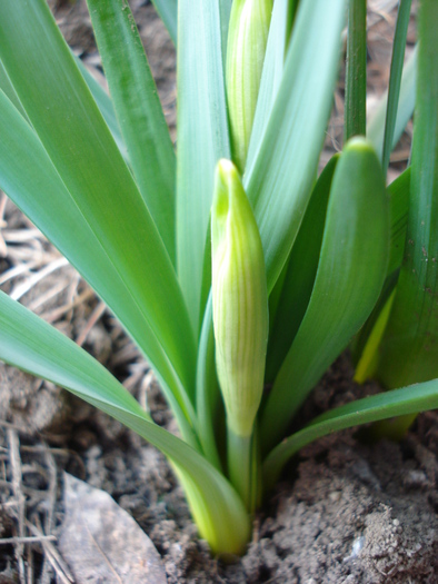 Daffodils_Narcise (2011, March 16)