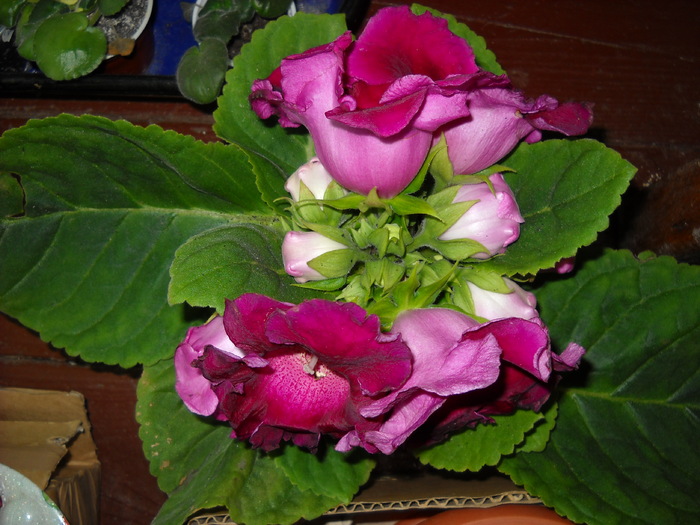  - Gloxinia