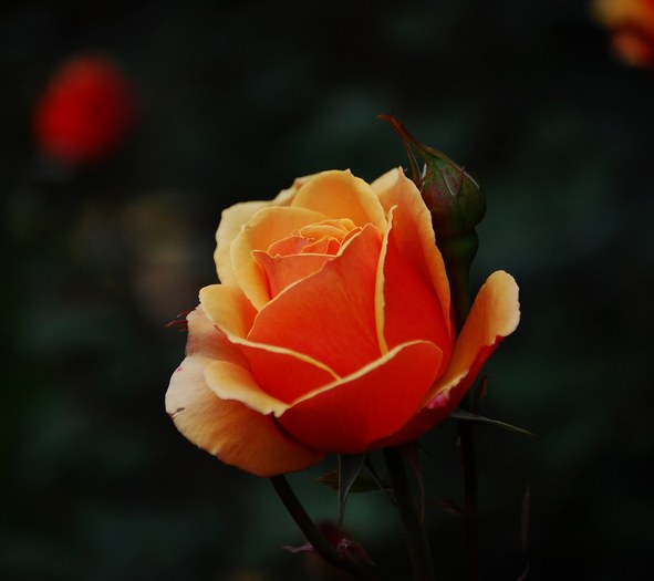 Orange_Rose2 - picturi