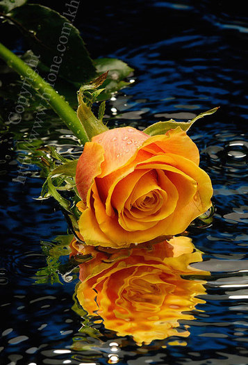 orange-rose