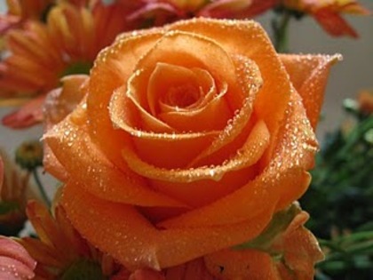 orange-roses--rose-flower-pictures-248