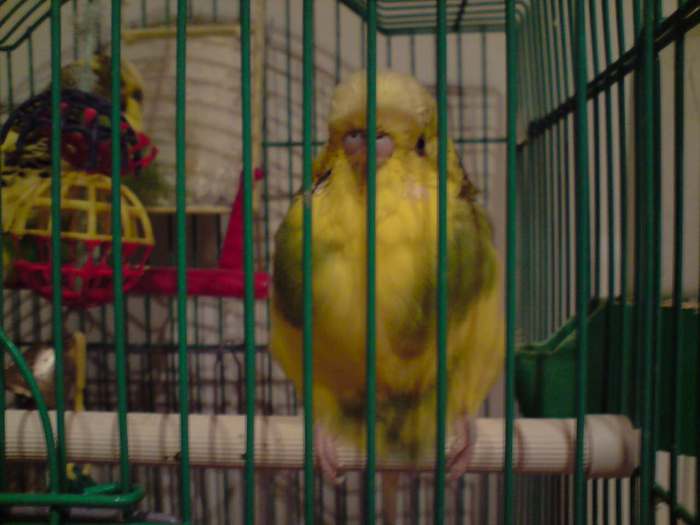 miki - 2 papagali guralivi