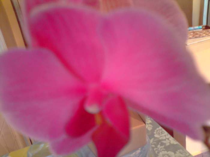 P170311_17.45 - orhidee