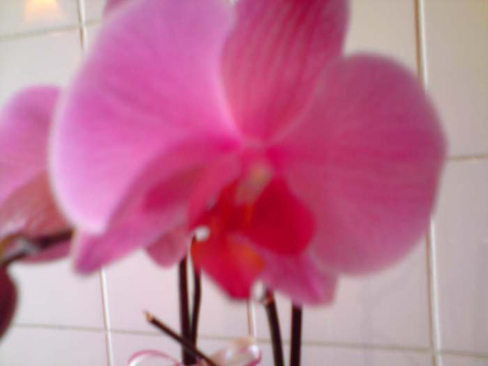 P170311_17.45[01] - orhidee