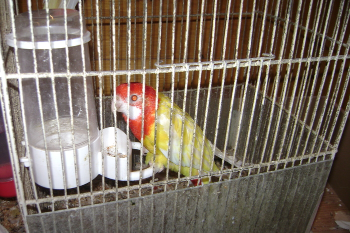DSC04847 - papagali rozela