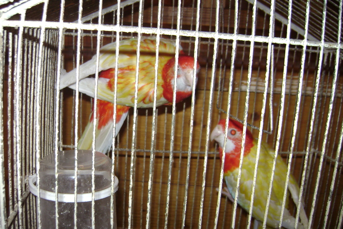 DSC04848 - papagali rozela