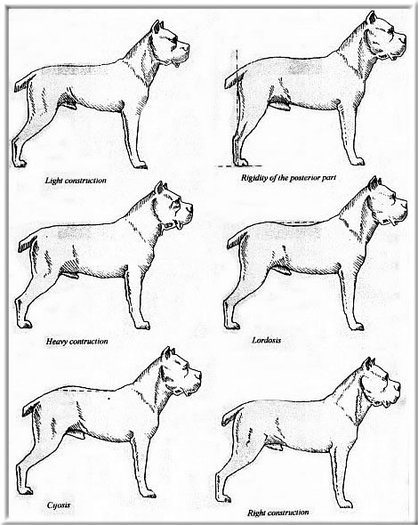 CaneCorsoStandardSide - POZE STANDARD