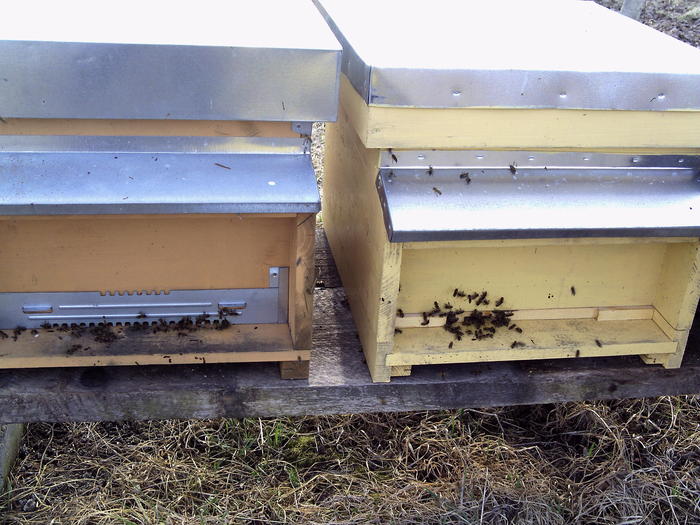 martie 2011-pregatiti pentru unificare - 2011 apicole