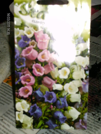 CLOPOTEI_campanula medium