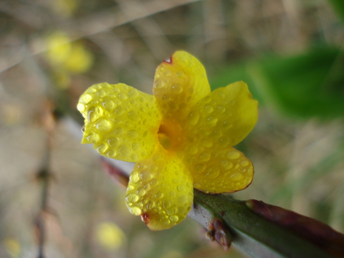 Winter Jasmine_Iasomie (2011, Mar.18) - 03 Garden in March