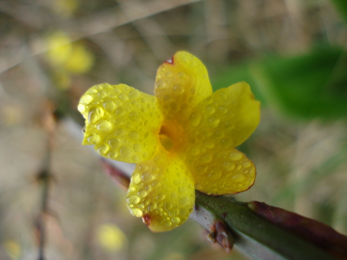 Winter Jasmine_Iasomie (2011, Mar.18)