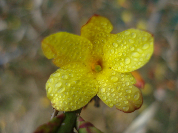 Winter Jasmine_Iasomie (2011, Mar.18) - 03 Garden in March