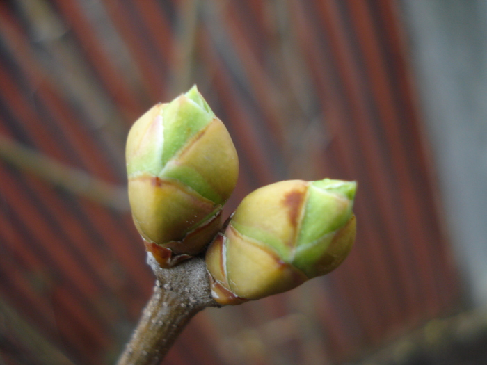 Lilac Buds_Syringa (2011, March 18)