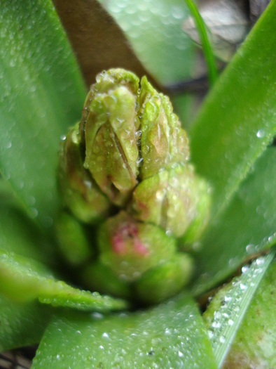 Hyacinthus_Zambila (2011, March 18)