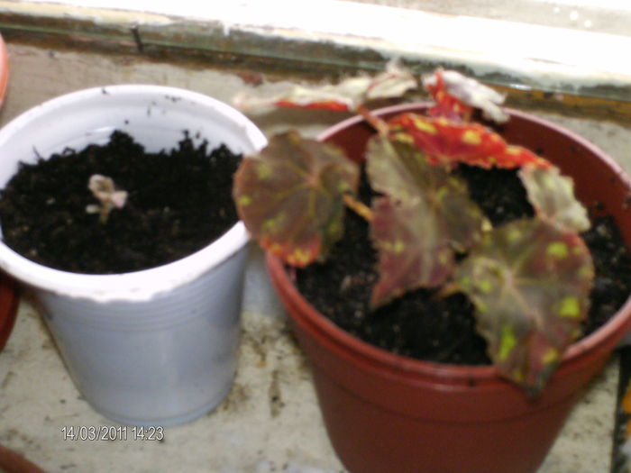 begonia plantata in pamant - eu si florile mele