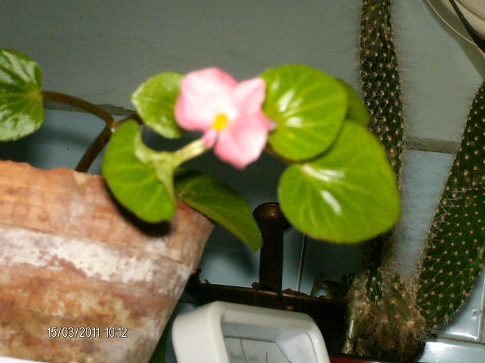 begonia