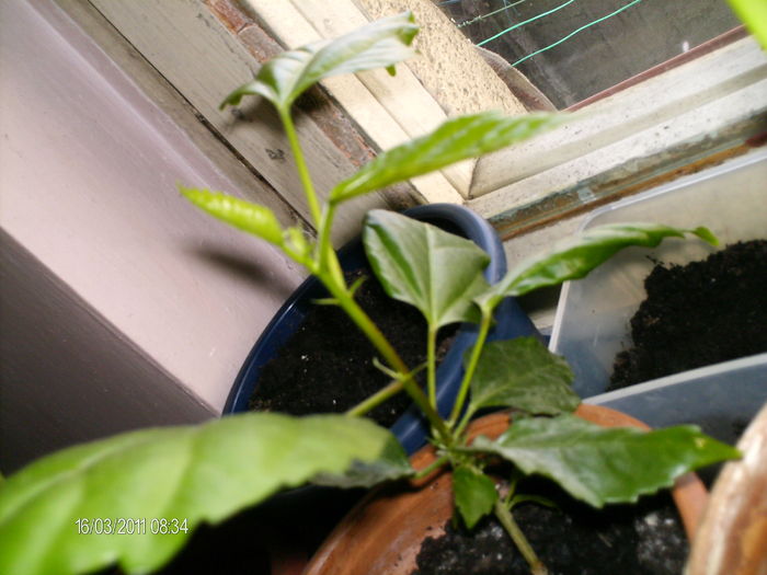 a mai facut cateva frunze...