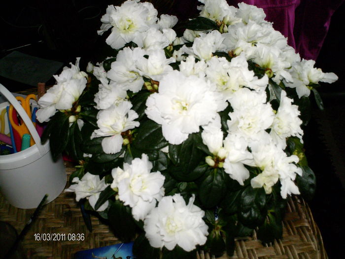 si tot infloreste....