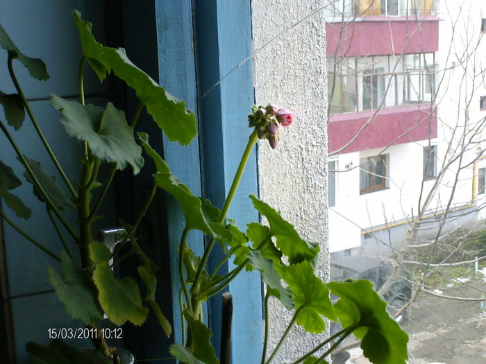 un nou boboc in inflorire... - muscate