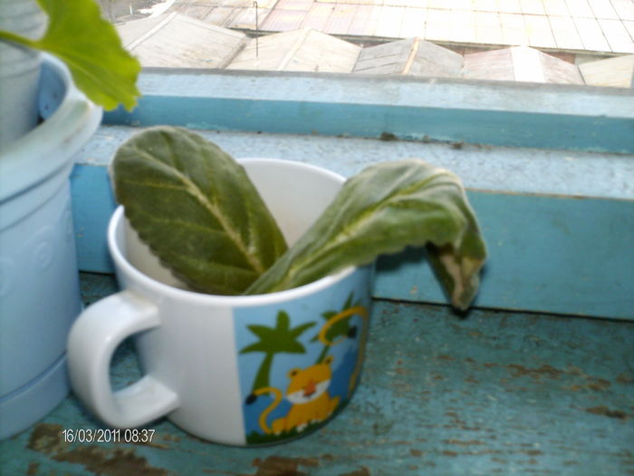 doua frunze de gloxinia....