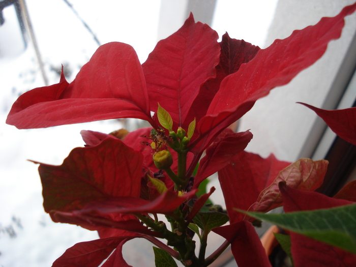 Poinsettia_Christmas Plant (2011, Mar.04)