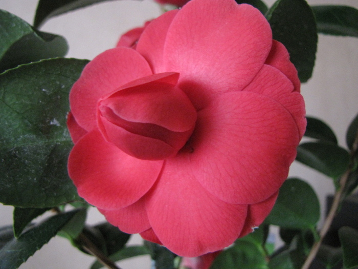 Camelia (Mariana) 13 mart 2011 (2)