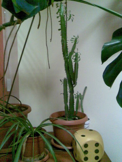 cactus la birou