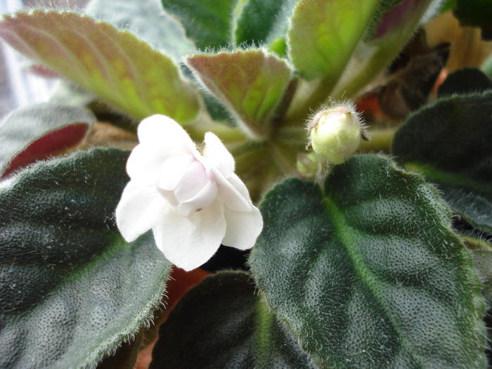 Double White African Violet (`11, Mar.04)