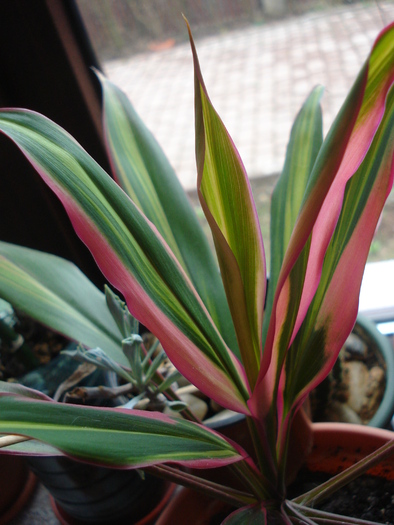 Cordyline fruticosa Kiwi (2011, March 18)