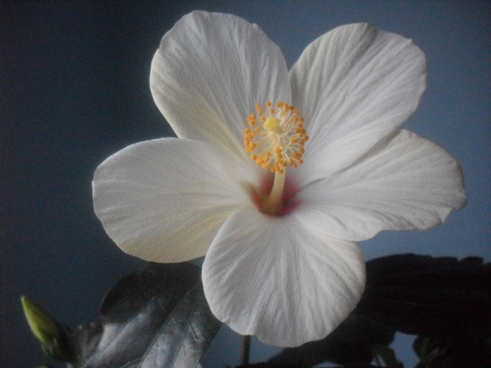 SDC14484 - HIBISCUS-2010-2011