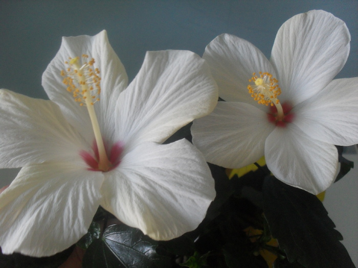 Cairo White - HIBISCUS-2010-2011