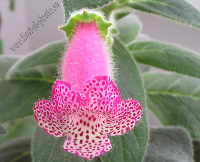Kohleria Yf\'s Tova 5