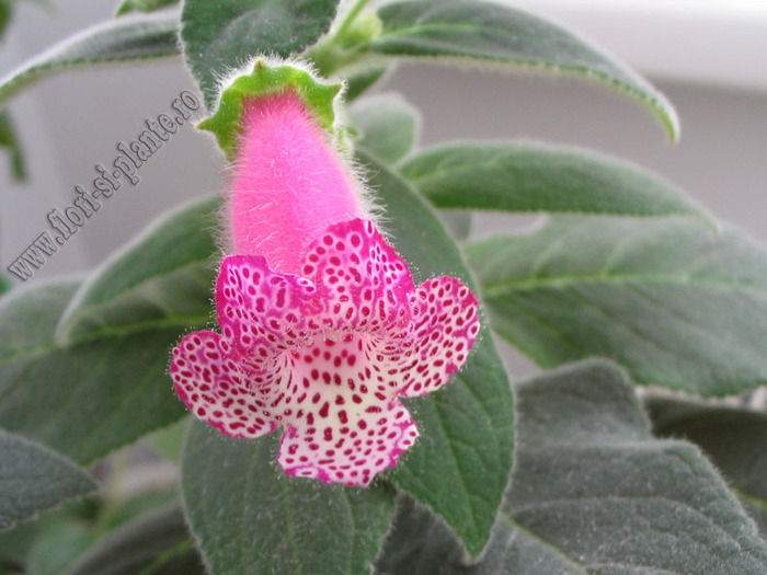 Kohleria Yf\'s Tova 6