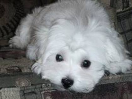 images (14) - Catei dragutzi