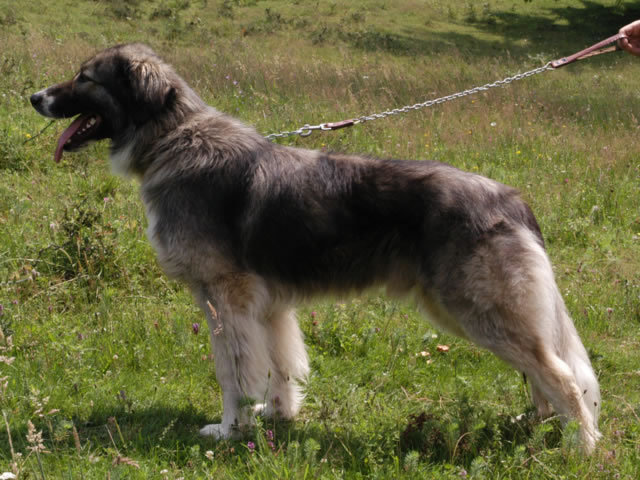 Ciobanesc Romanesc Carpatin - poze caini ciobanesc romanesc de bucovina