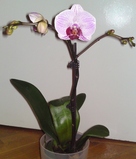  - Orhidee phalaenopsis