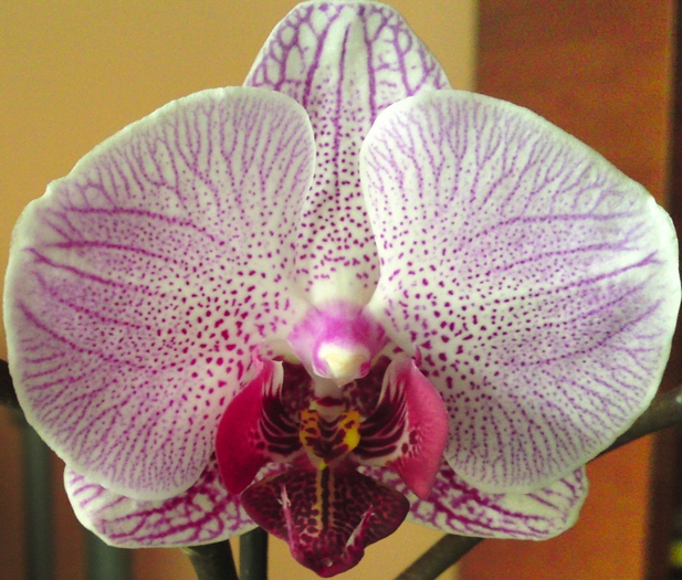 Phalaenopsis Bistro Leopard -Sogo Yukidian - Orhidee phalaenopsis