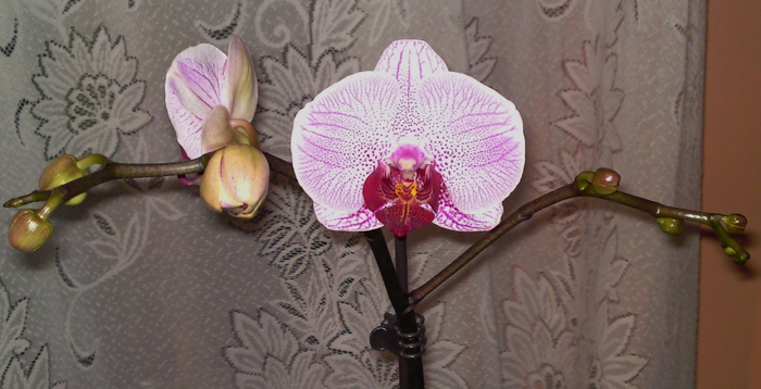  - Orhidee phalaenopsis