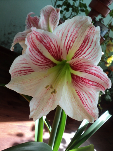 DSC02137 - Amaryllis