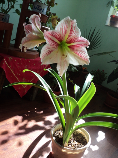 DSC02138 - Amaryllis